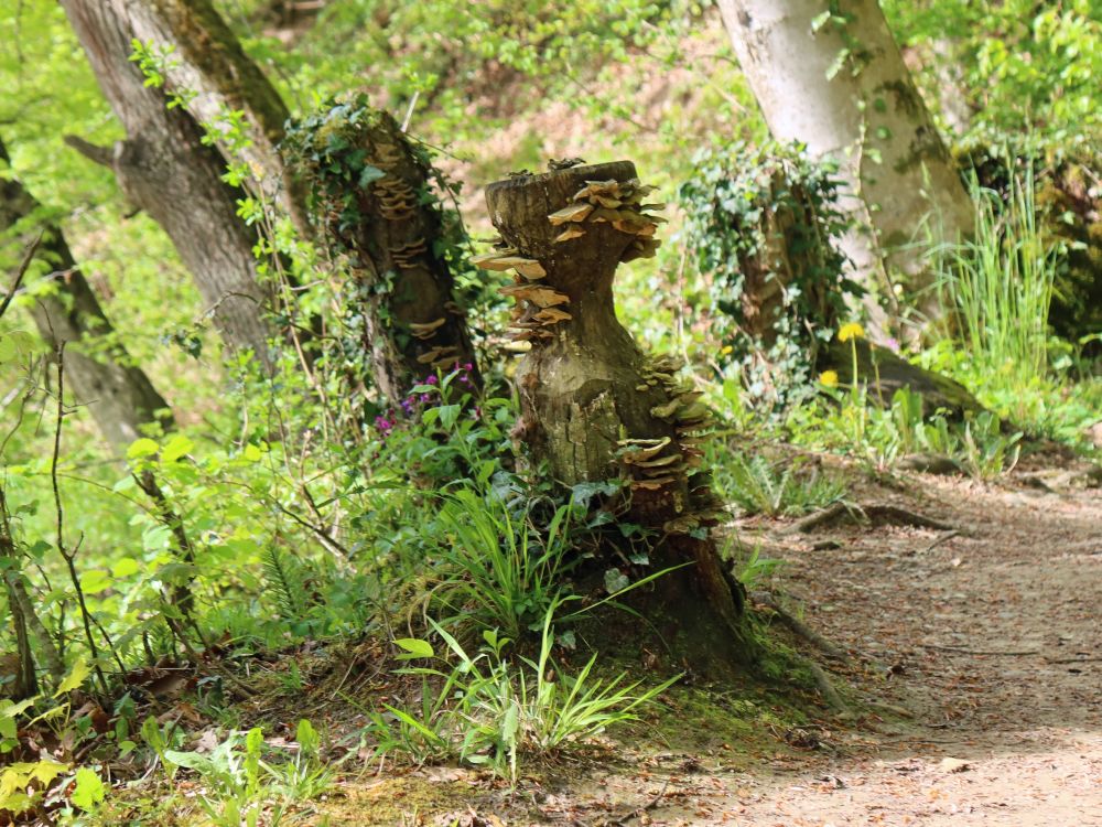 Baumstumpf mit Marderfrass und Pilzen