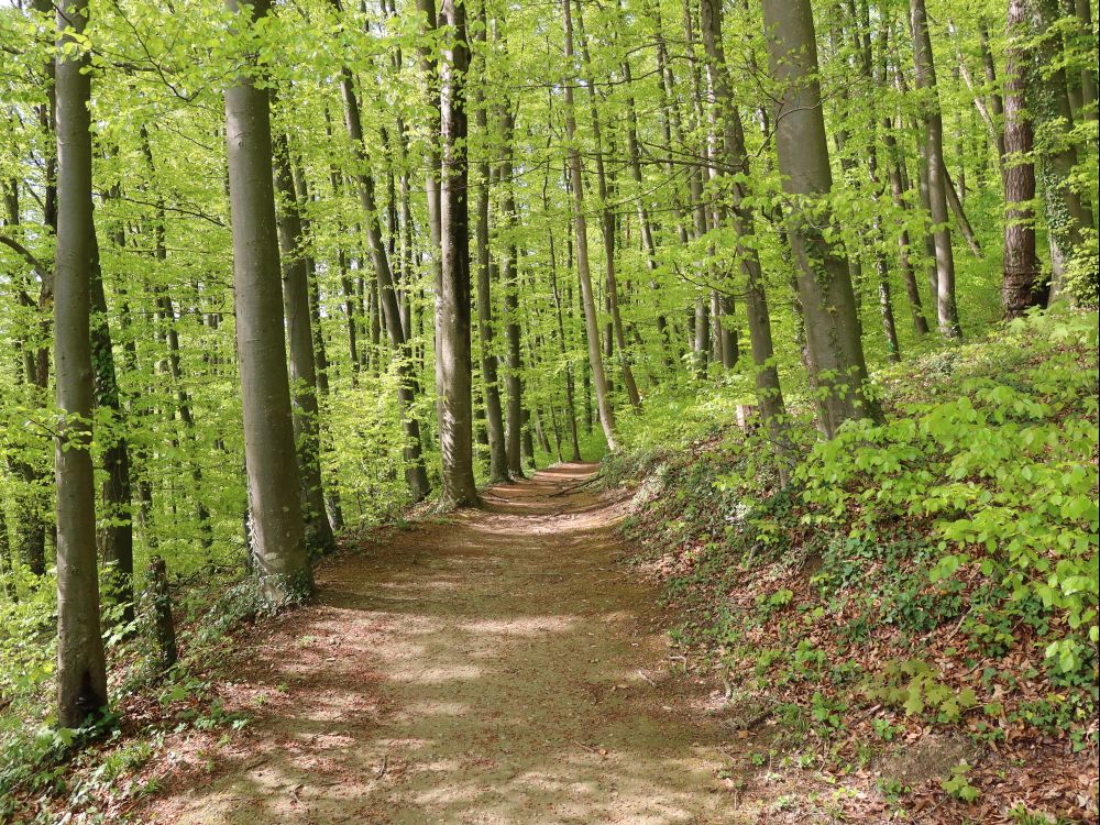 Waldweg