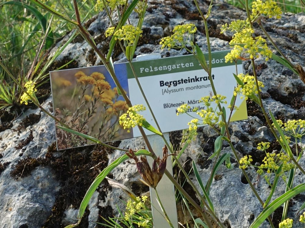 Bergsteinkraut im Felsengarten