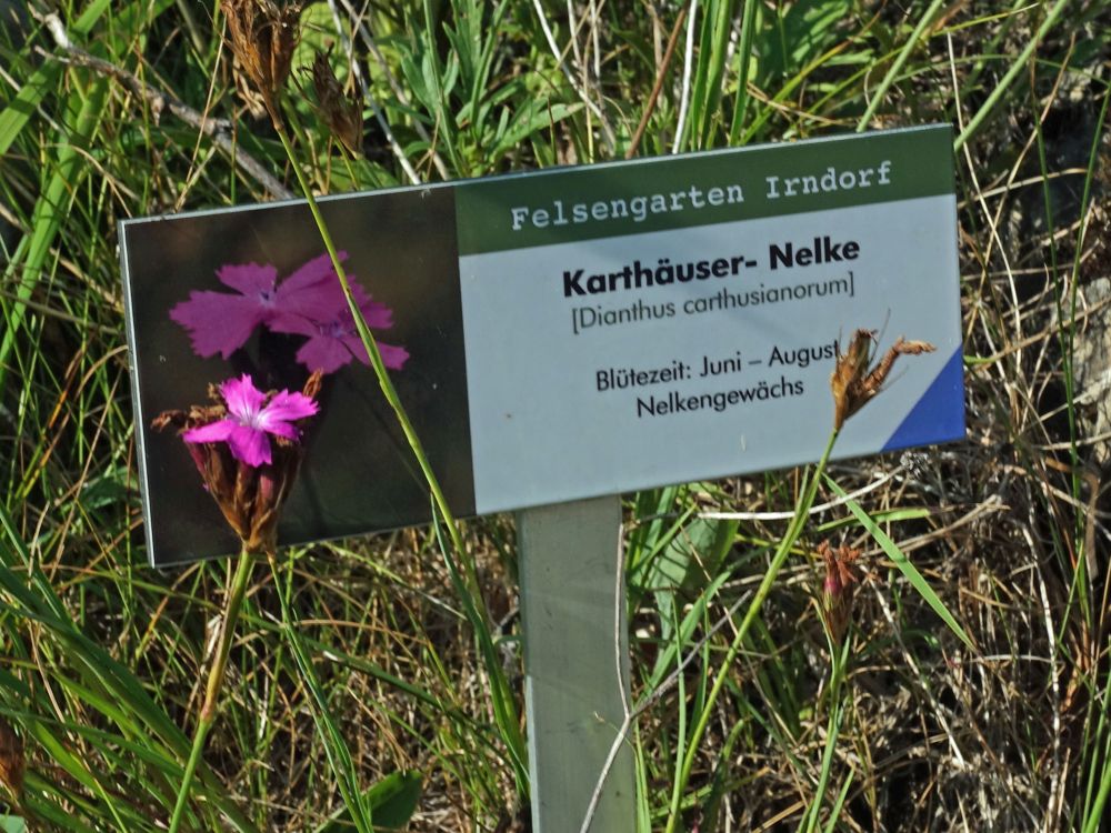 Karthäuser-Nelke im Felsengarten