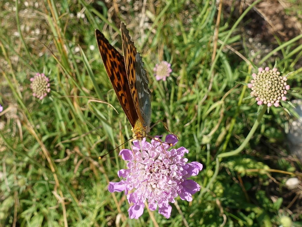 Schmetterling