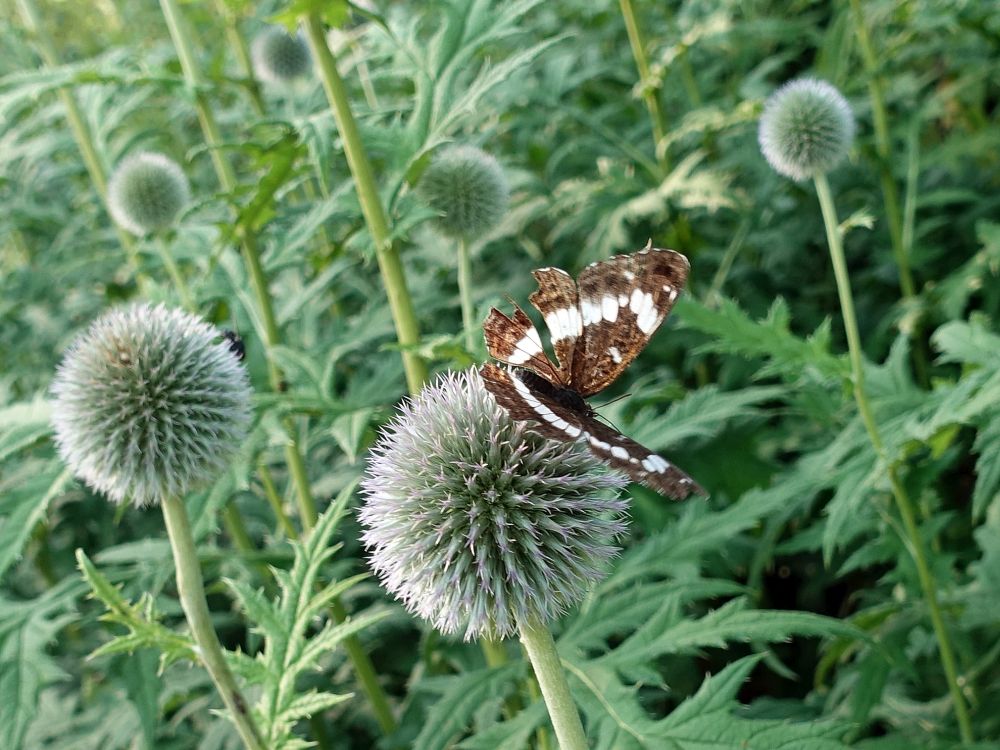 Schmetterling