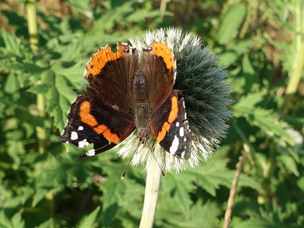 Schmetterling