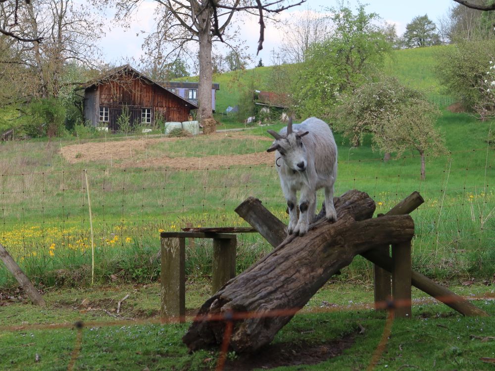 Ziege