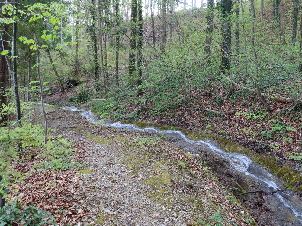 Pfad an der Waltensteiner Eulach