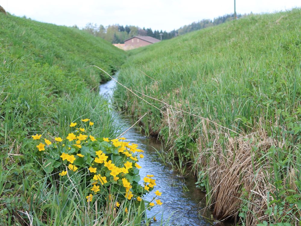 Sumpfdotterblumen