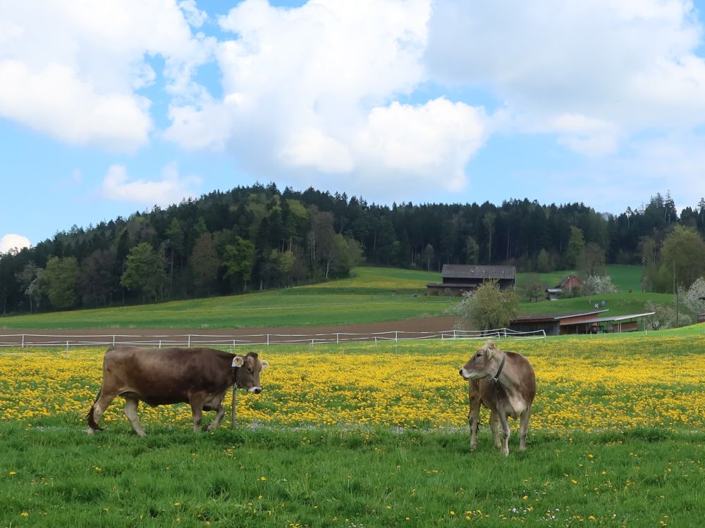 Kühe