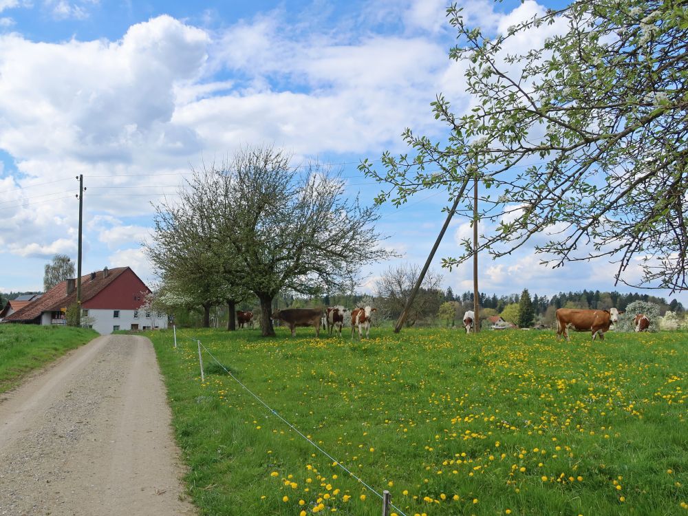 Kühe bei Maas