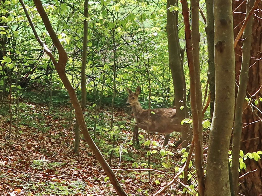 wildes Reh