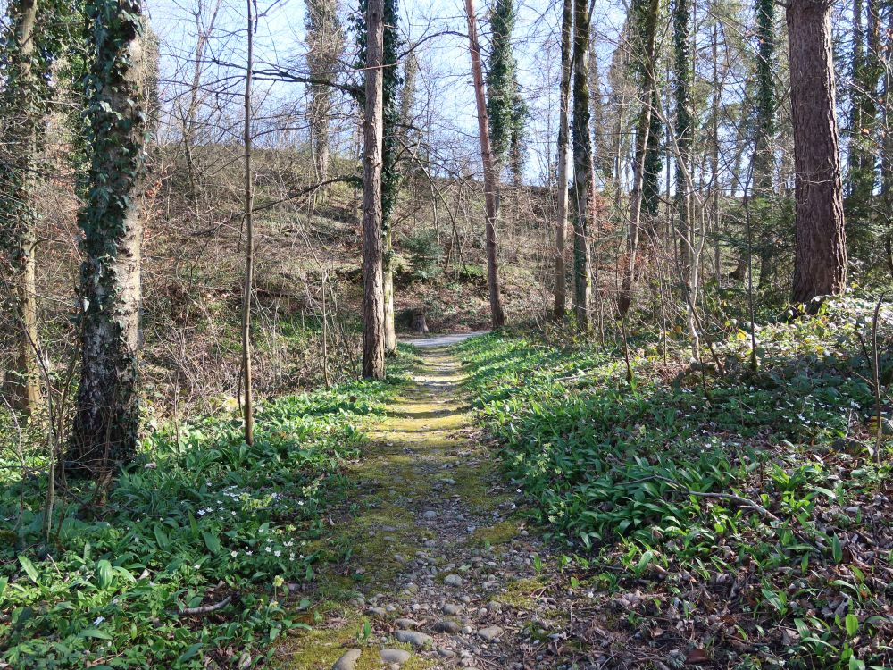 Waldpfad