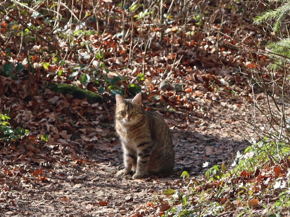 Katze