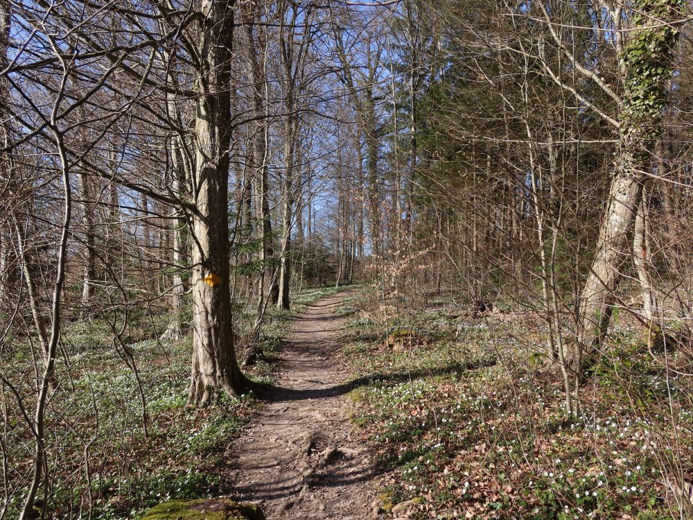 Waldpfad