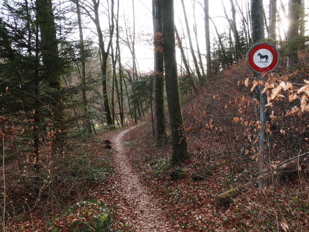 Pfad an der Reuss