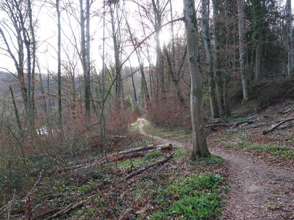 Pfad an der Reuss