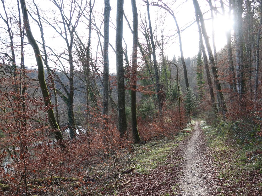 Pfad an der Reuss