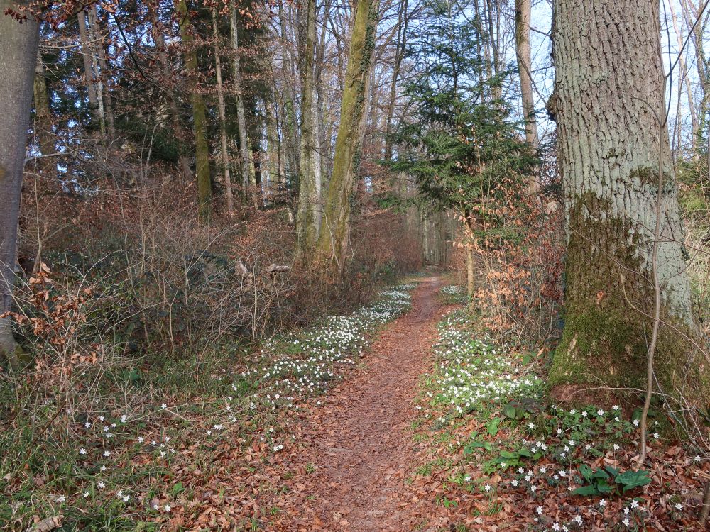 Pfad an der Reuss
