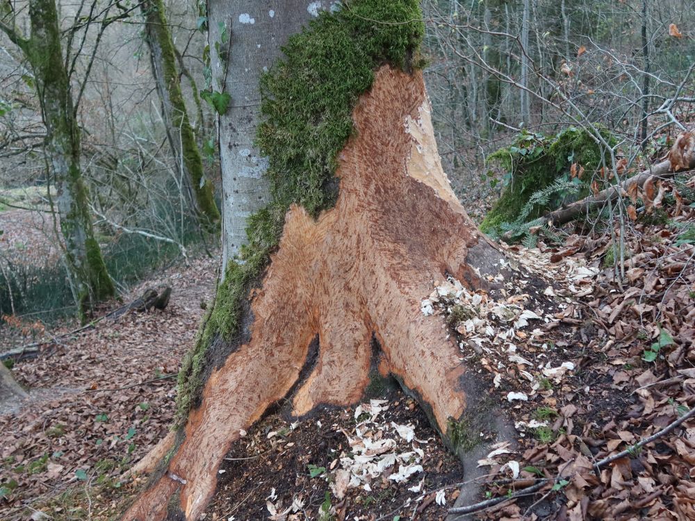 angefressener Baum