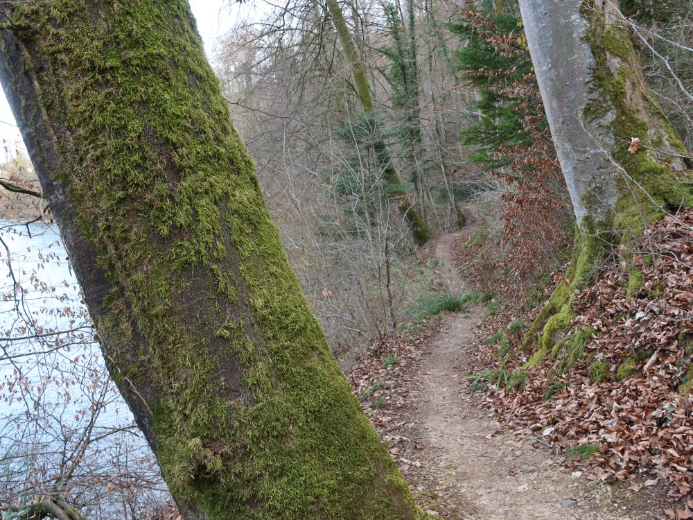 Pfad an der Reuss