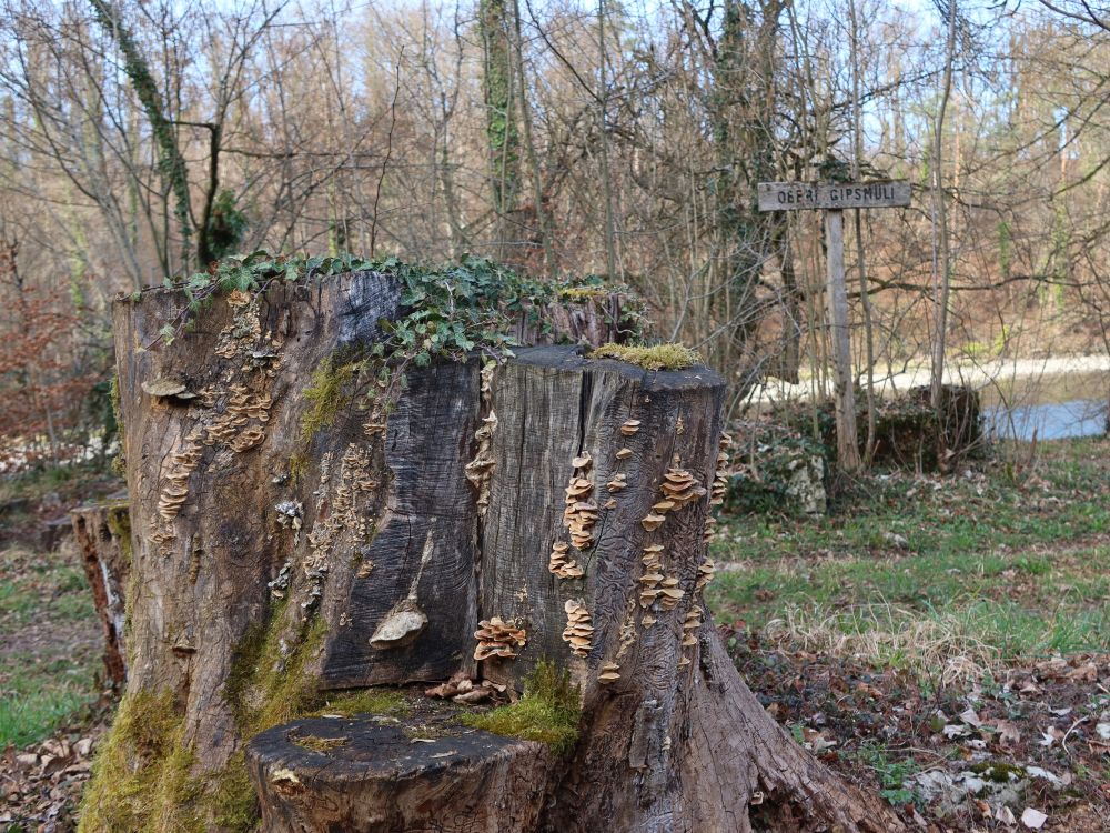 Pilze am Baumstumpf