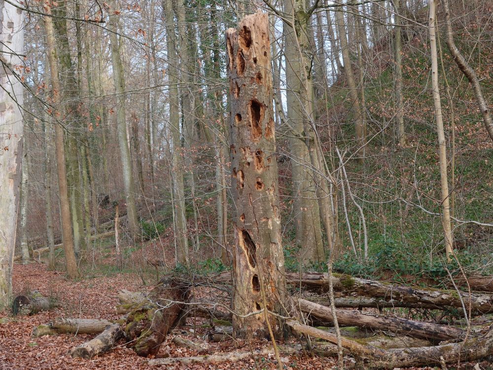 gelochter Baumstumpf
