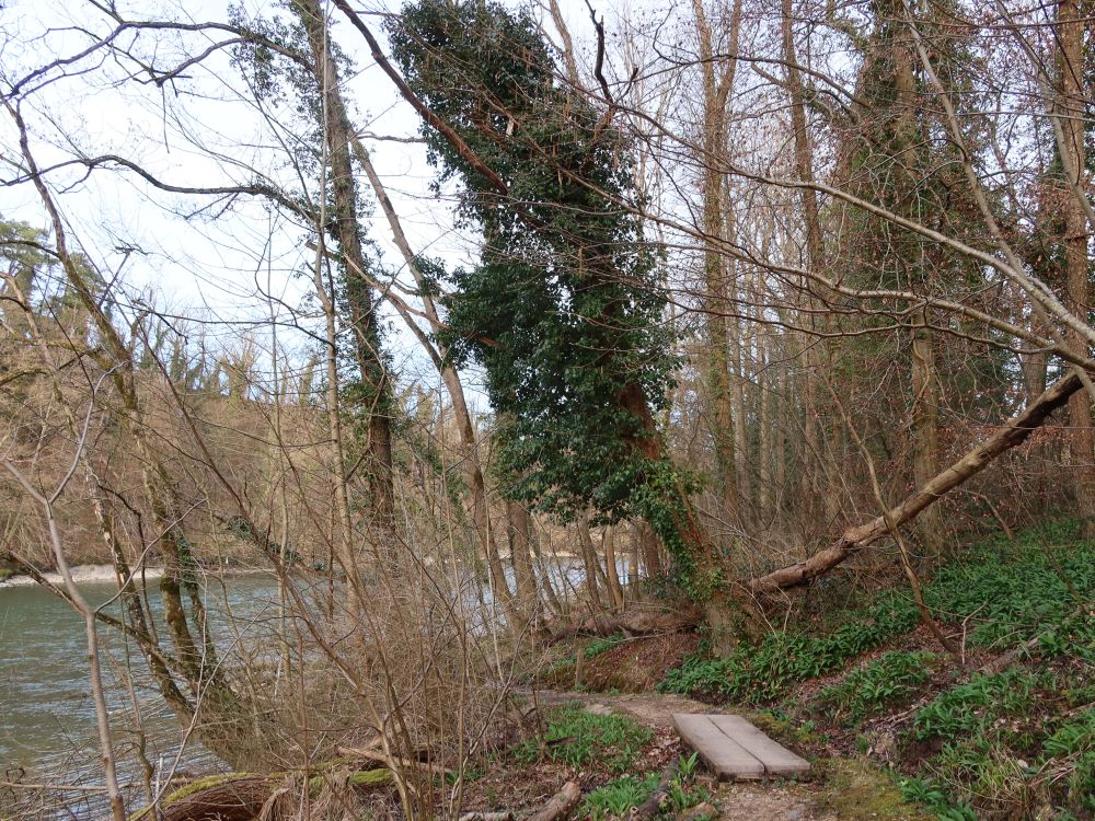 Pfad an der Reuss