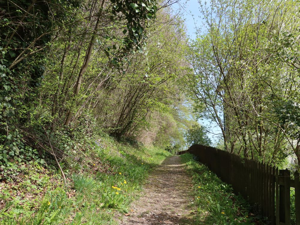 Pfad am Waldrand