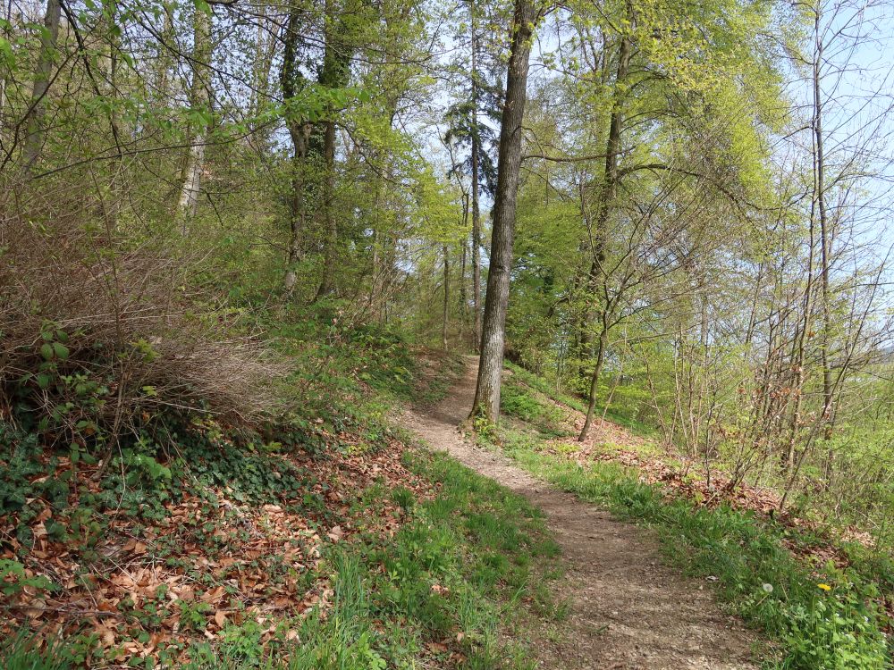 Waldpfad