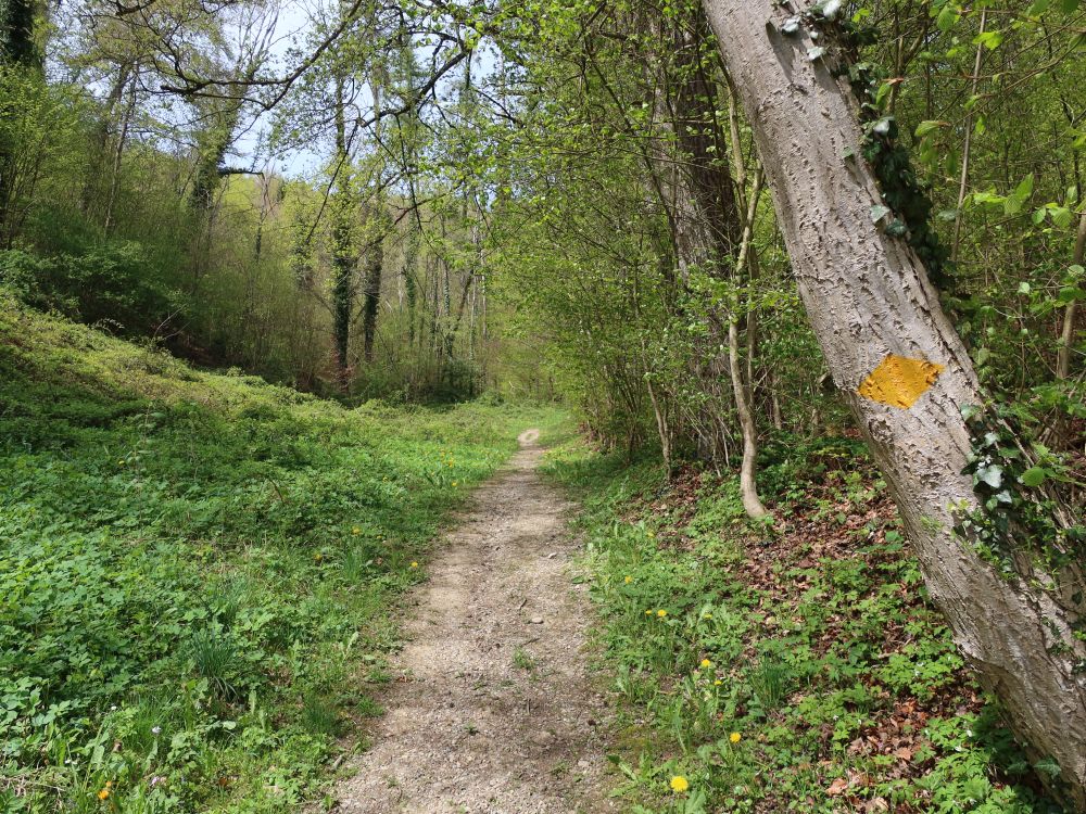 Waldpfad