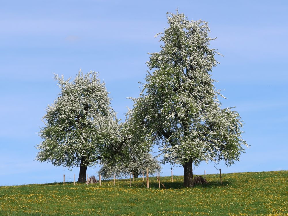 blühende Bäume