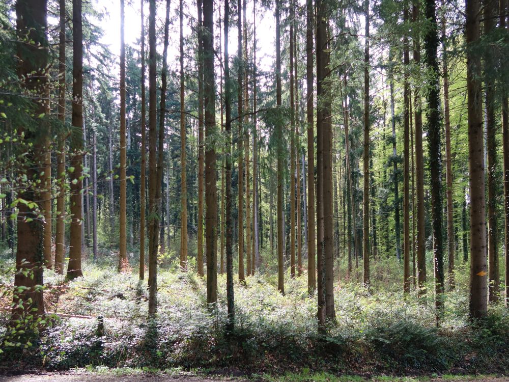 Wald