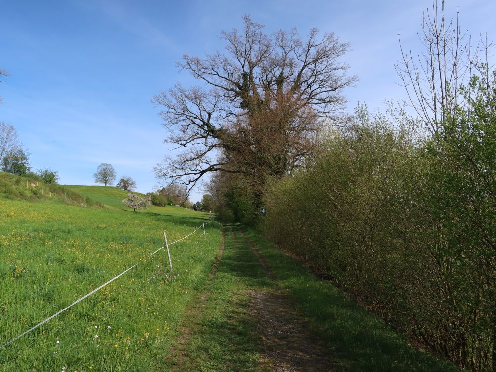 Pfad an der Hecke