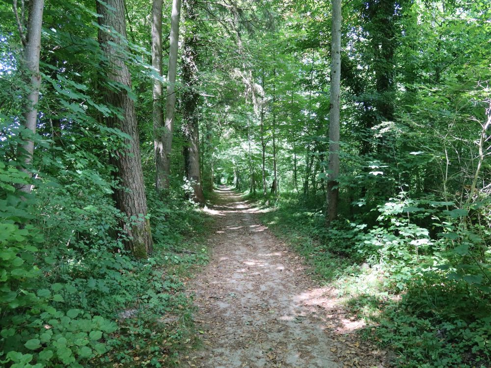 Waldpfad