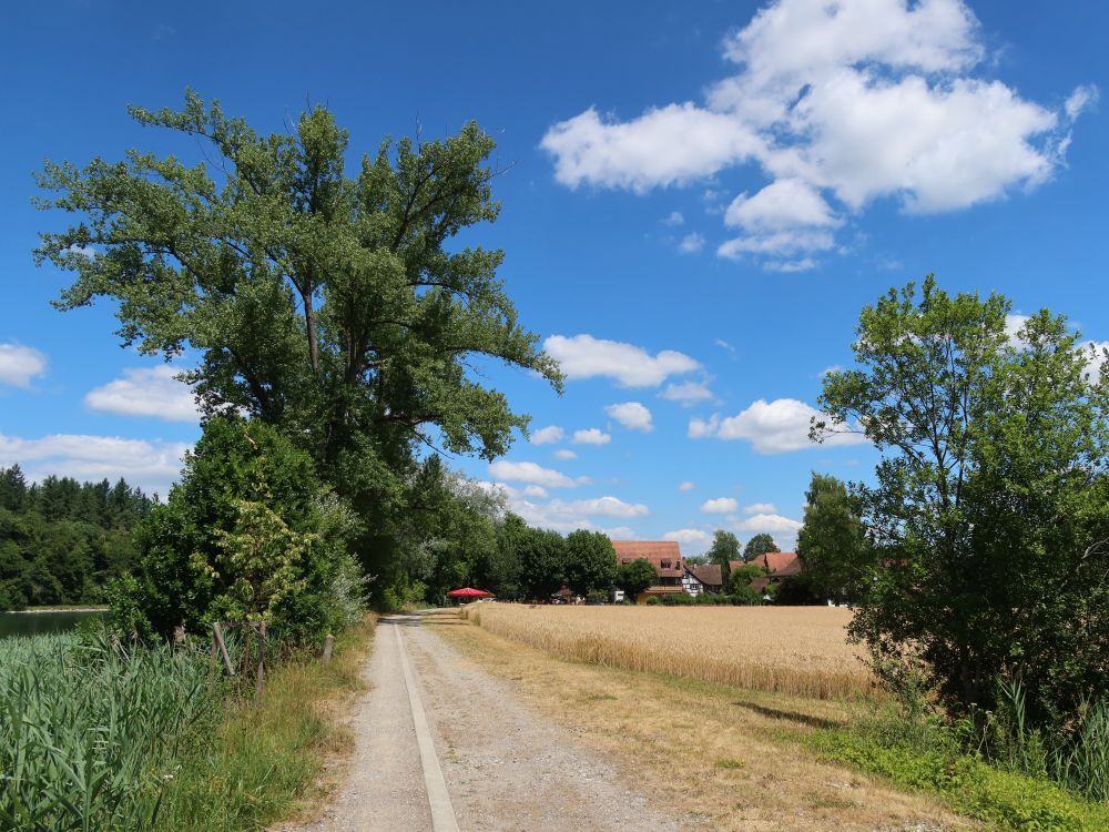 Weg vor Ellikon