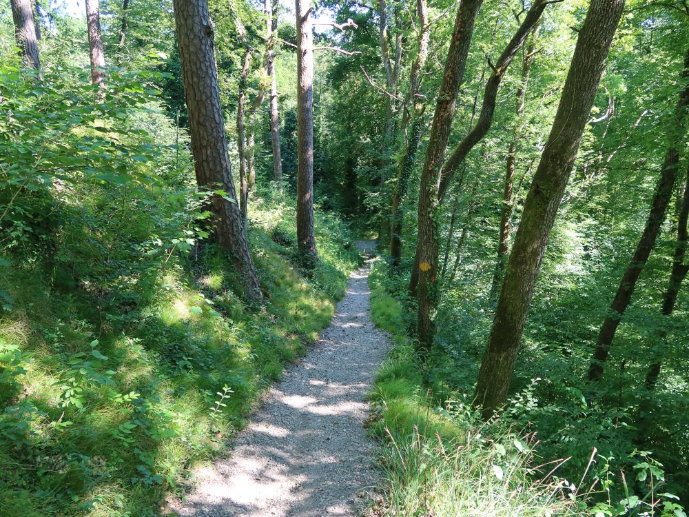 Waldpfad