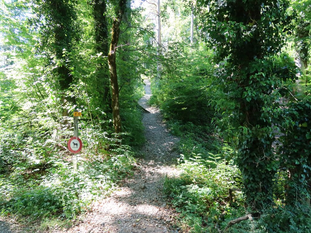 Waldpfad