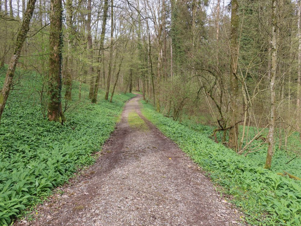 Waldweg durch Bärlauch