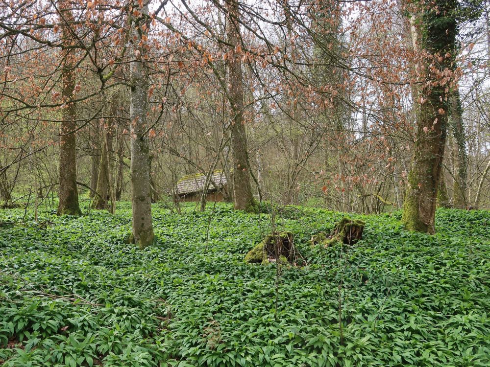 Bärlauch im Wald