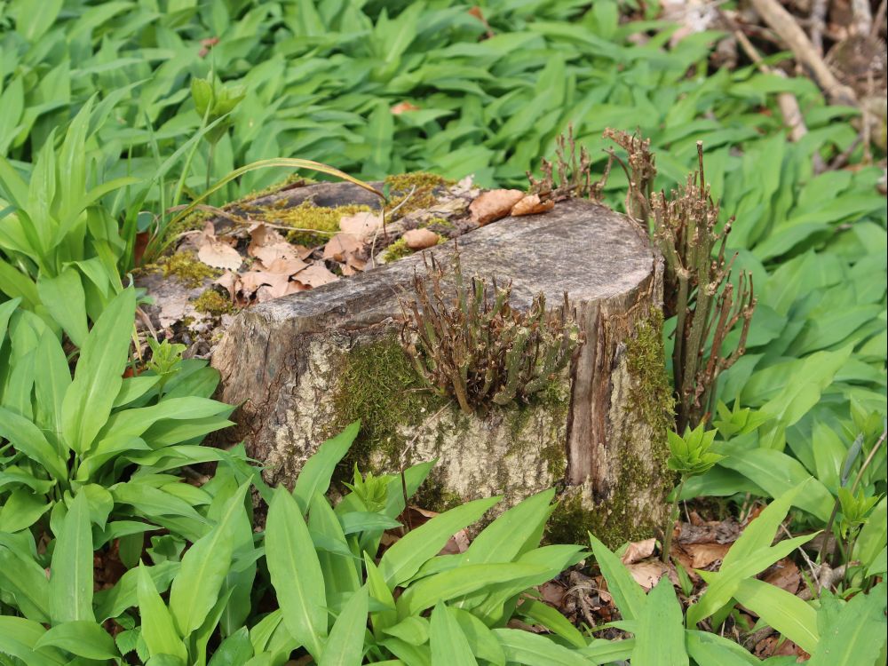 Baumstumpf im Bärlauch