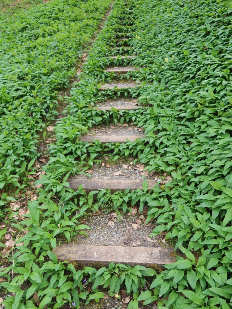 Treppe durch Bärlauch