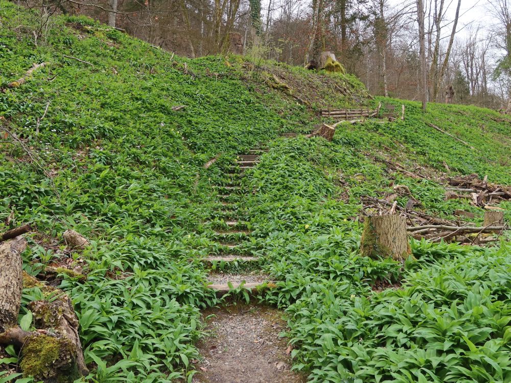 Treppe durch Bärlauch