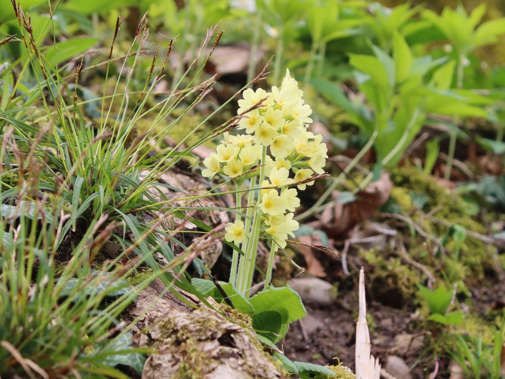 Schlüsselblumen