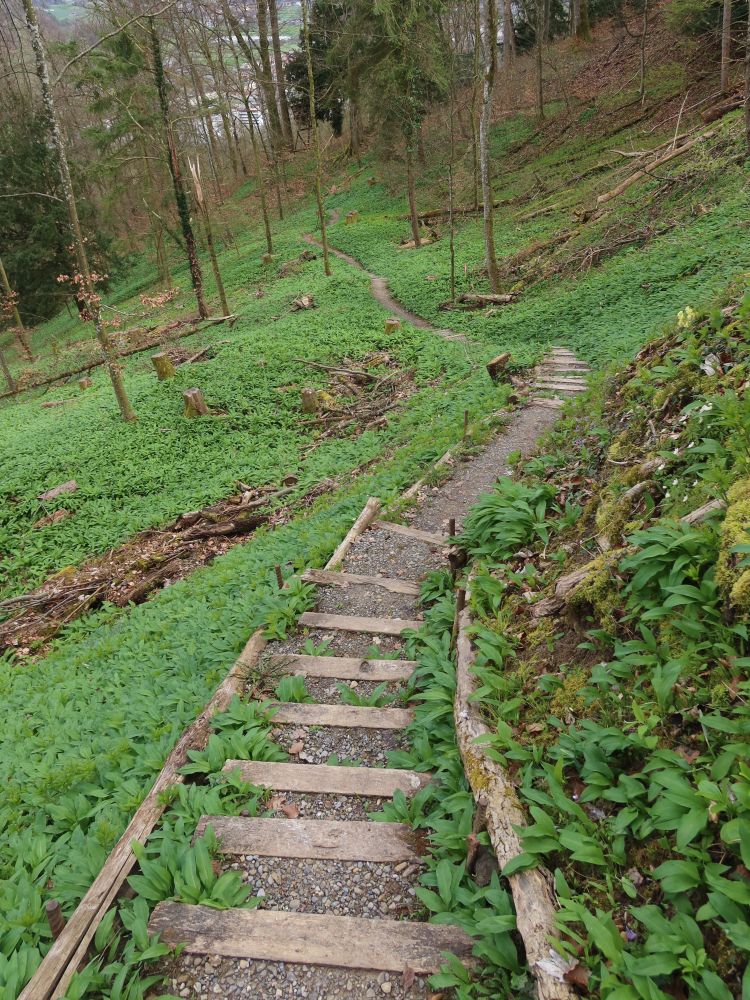 Treppe durch Bärlauch