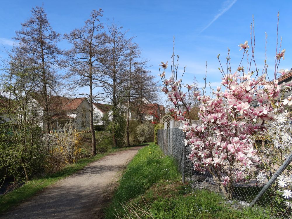 Riedweg am Wildbach