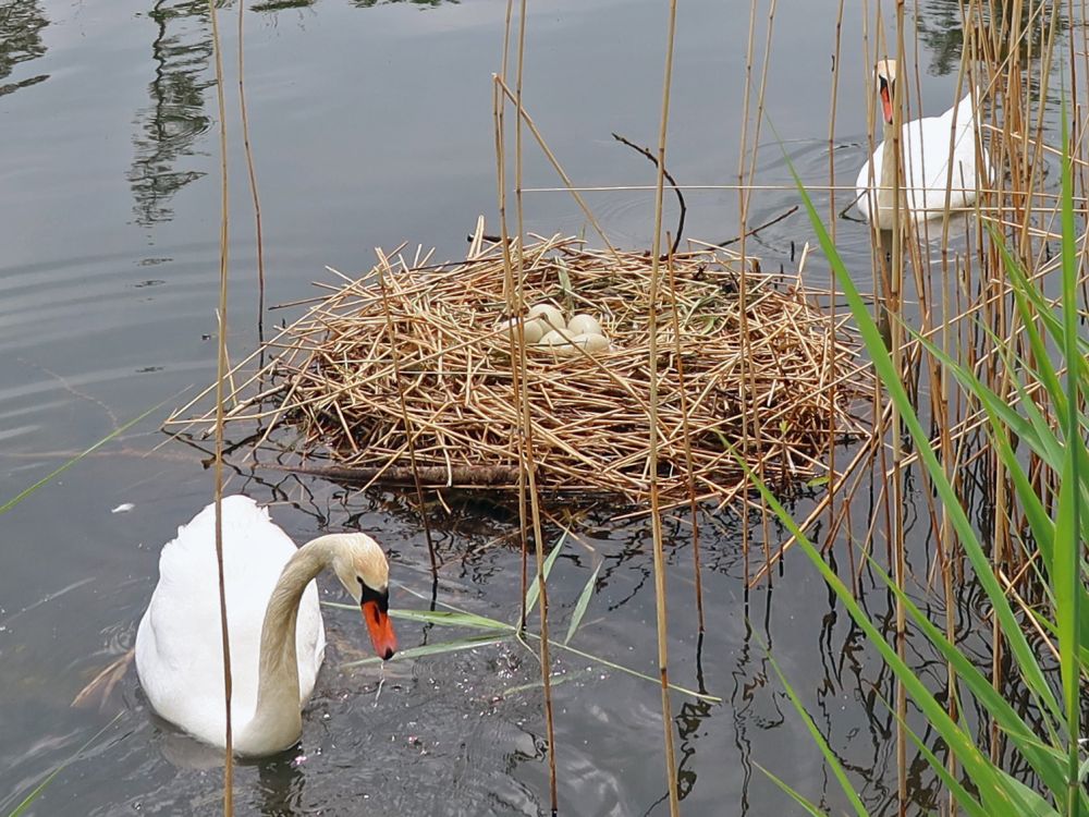 Schwäne mit Nest