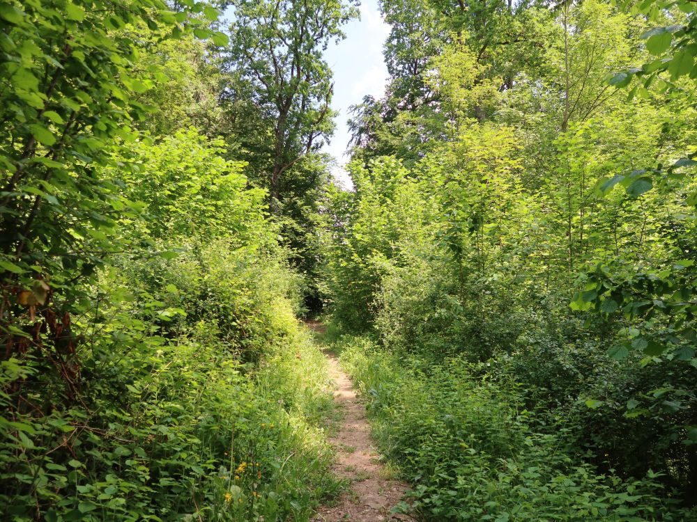 Pfad am Lochmüliweiher