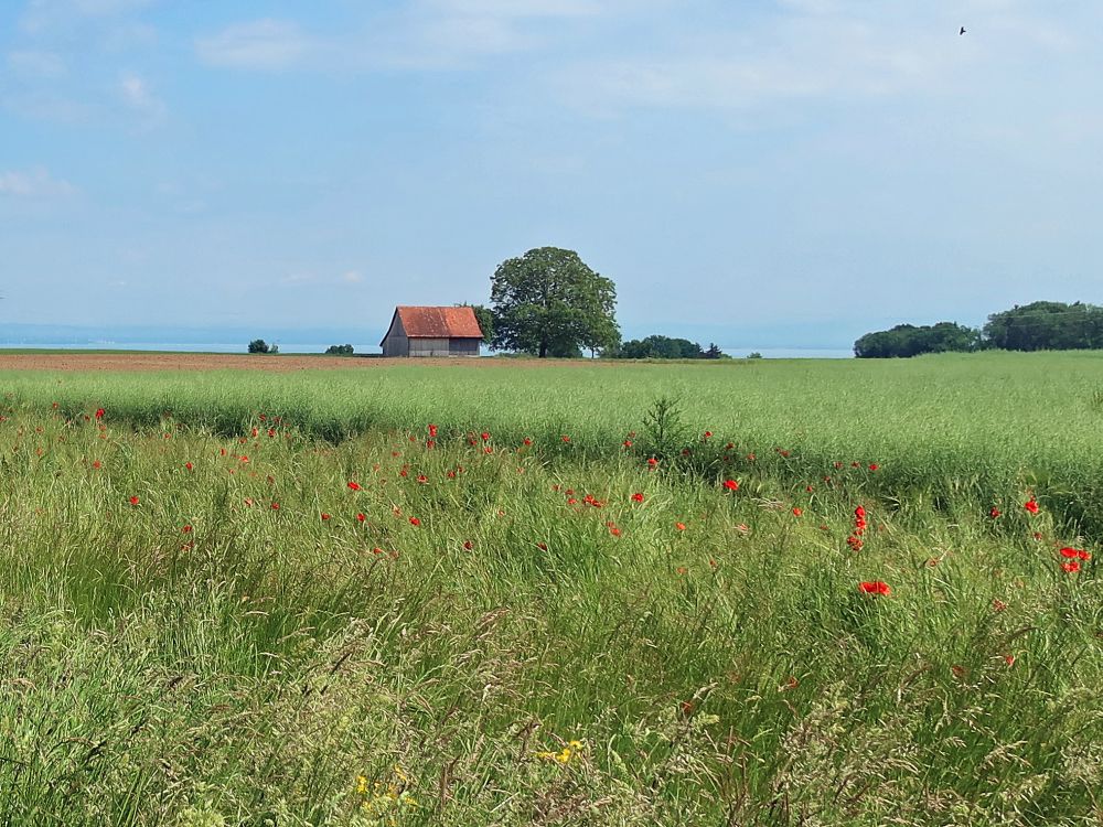 Mohnblüten und Scheune