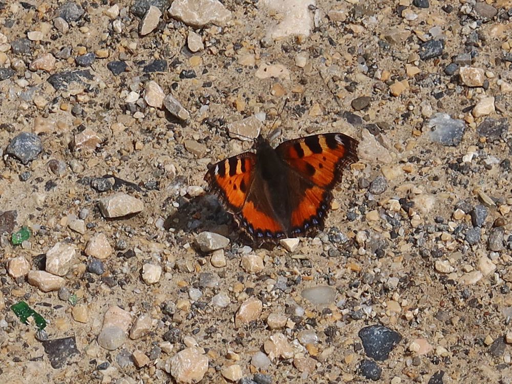 Schmetterling Kleiner Fuchs