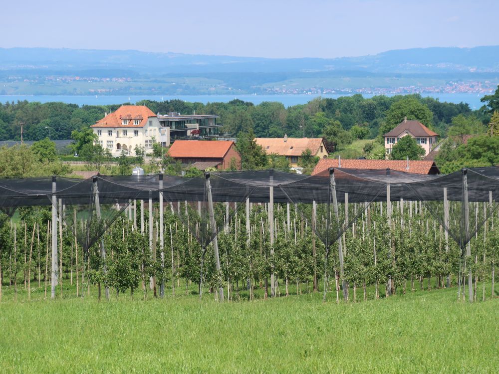 Blick zum Bodensee