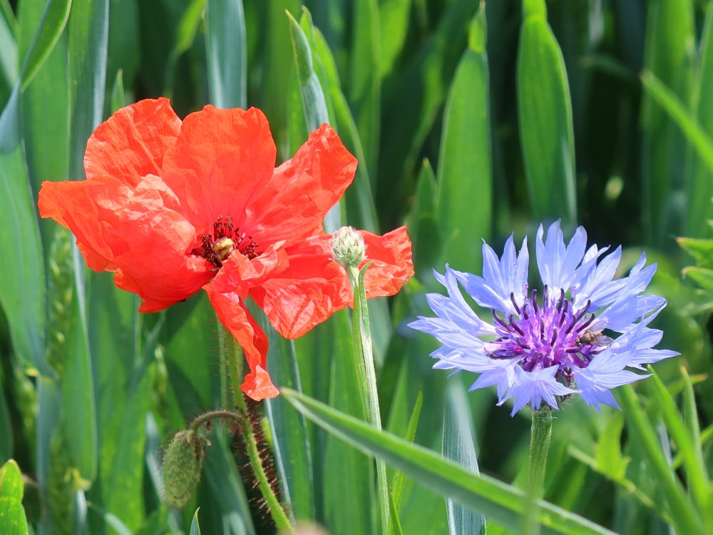 Mohnblüte und Kornblume