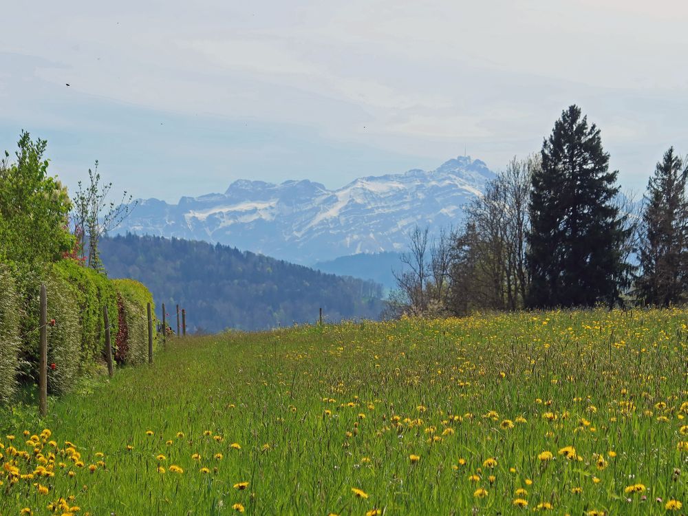 Säntisblick